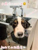 マイクロバブル（わおんせん）｜Dog Self Wash (ドッグセルフウォッシュ)